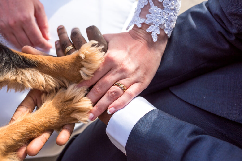 A bride and groom holding hands, joined by a dog's paw, showcasing wedding rings from Wedding Ring Stores.