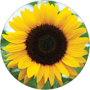 Karen Wendt profile picture